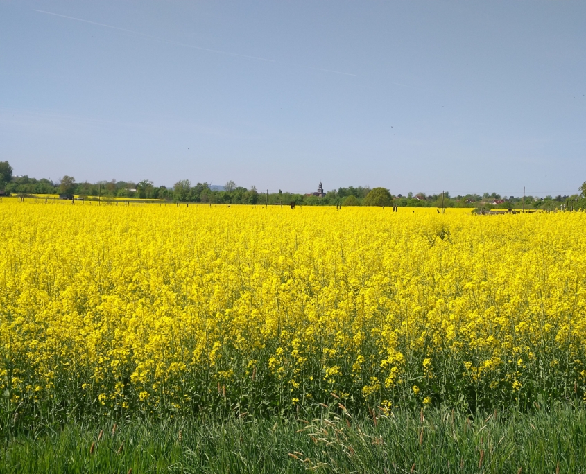 Lobe den Herrn meine Seele und vergiss nicht was Er dir Gutes getan hat!